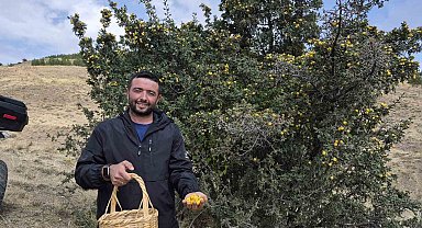 Doğada kendiliğinden yetişiyor faydaları saymakla bitmiyor
