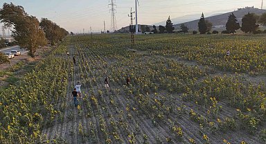 Doğal fotoğraf stüdyosu halini alan ayçiçek tarlası vatandaşların ilgi odağı oldu