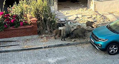 Domuz sürüsü mahalleye indi, vatandaşlar tedirgin oldu