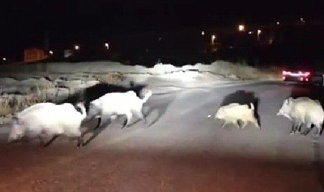 Domuzlara yol tarifi gülümsetti
