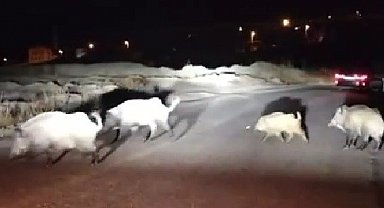 Domuzlara yol tarifi gülümsetti