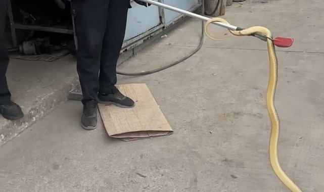Dükkana giren yılan paniğe sebep oldu