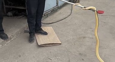 Dükkana giren yılan paniğe sebep oldu