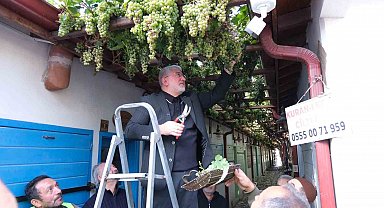 Dünyanın en dar arastasını süsleyen üzümler hasat edildi