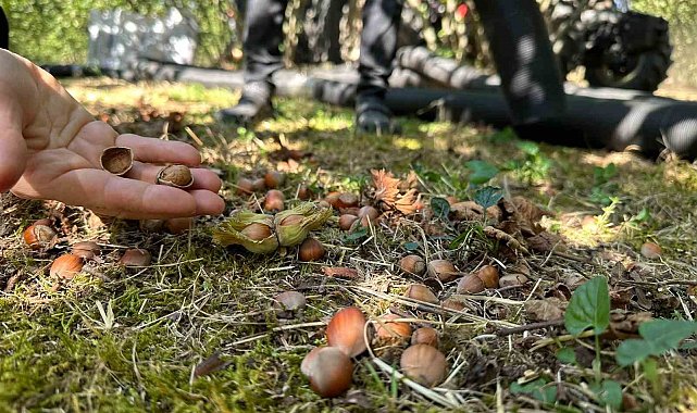 Düzce'de tarımsal üretim sahada yakından takip ediliyor