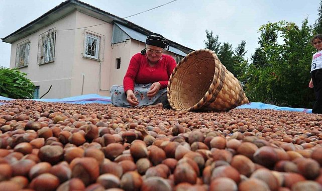 Düzce'den AB ülkelerine 7 bin 192 ton fındık ihraç edildi