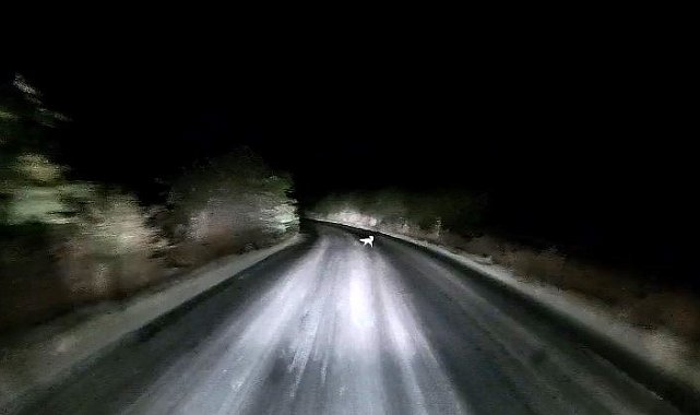 Edirne'de araç farlarına yakalanan tilkinin kaçış anı kamerada