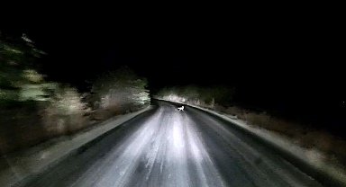 Edirne'de araç farlarına yakalanan tilkinin kaçış anı kamerada