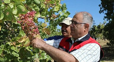 Elazığ'da 38 ton Antep fıstığı rekoltesi bekleniyor