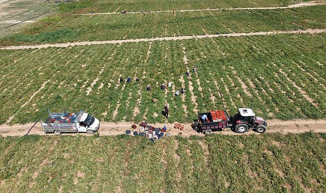 Elazığ'da 7 bin dönümde domates hasadı sürüyor