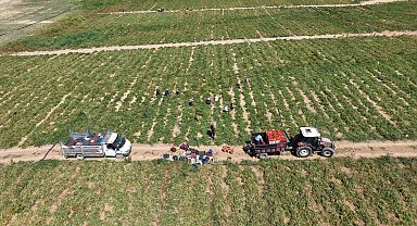 Elazığ'da 7 bin dönümde domates hasadı sürüyor