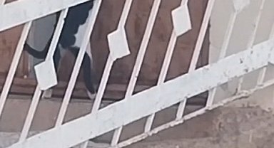 Elazığ'da bir kedi, evin kapısını açarak içeri girdi