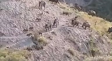 Elazığ'da domuzlar sürü halinde görüntülendi