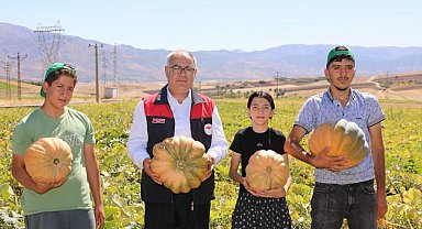 Elazığ'da kabak hasadı başladı: 4 bin tonun üzerinde rekolte bekleniyor