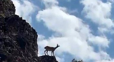 Elazığ'da koruma altındaki dağ keçileri görüntülendi