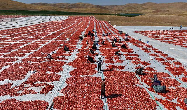 Elazığ'da üretilen domatesler, dünya sofralarını tatlandırıyor