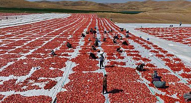 Elazığ'da üretilen domatesler, dünya sofralarını tatlandırıyor