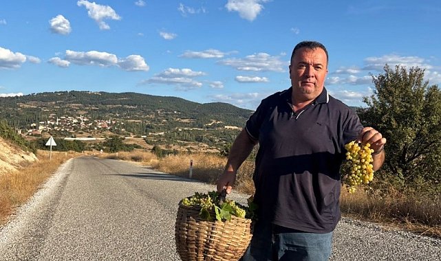 Emet ilçesi Sülye köyünde bağ bozumu heyecanı