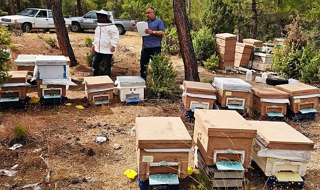 Emet'te arılı kovan tespit çalışması yapıldı