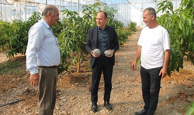 Erzin'de avokado ve mango üretimi yapılan seralar ekonomiye katkı sağlıyor