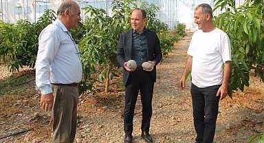 Erzin'de avokado ve mango üretimi yapılan seralar ekonomiye katkı sağlıyor
