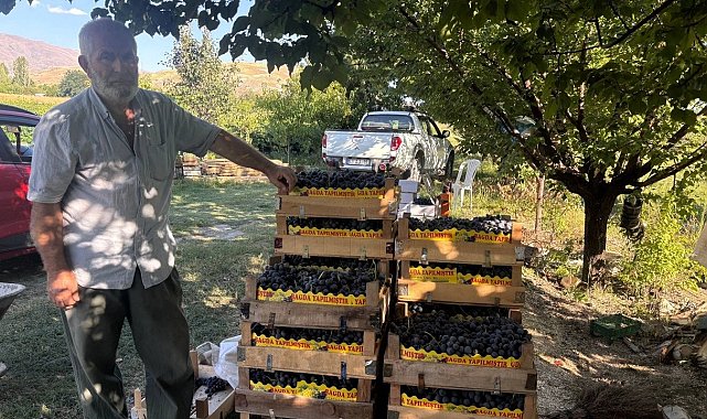 Erzincan'da 200 yıllık bağlarda Cimin Üzümü hasadı başladı