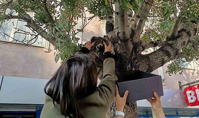 Erzincan'da ağaca çıkan yavru kedi yaş mamayla ikna edilerek kurtarıldı