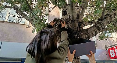 Erzincan'da ağaca çıkan yavru kedi yaş mamayla ikna edilerek kurtarıldı