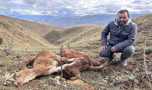 Erzincan'da ayı saldırısında 2 buzağı telef oldu