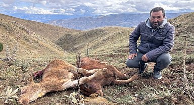 Erzincan'da ayı saldırısında 2 buzağı telef oldu