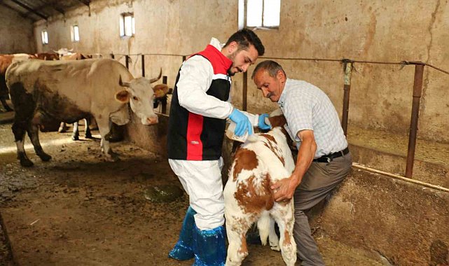 Erzincan'da hayvanları kenelere karşı korumak için ilaçlama başladı