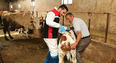Erzincan'da hayvanları kenelere karşı korumak için ilaçlama başladı