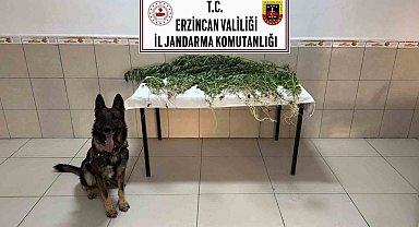 Erzincan'da uyuşturucu operasyonunda 227 kök kenevir ele geçirildi