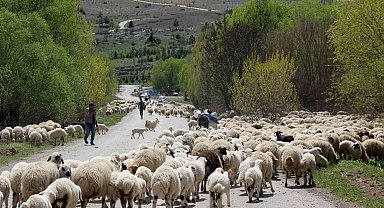 Erzincan'da yaylacılar, 5 aylık sezonun ardından dönüş yolculuğuna başladı