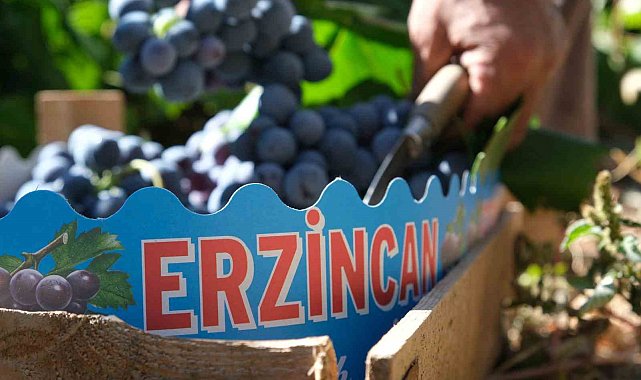 Erzincan'ın siyah incisi Cimin üzümünde hasat zamanı