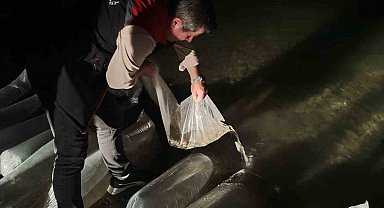 Erzurum'da iç sulara büyük dokunuş: 340 bin yavru sazan suyla buluştu