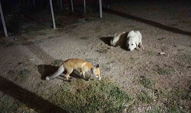 Eskişehir'de eve misafir olan tilki beslediler