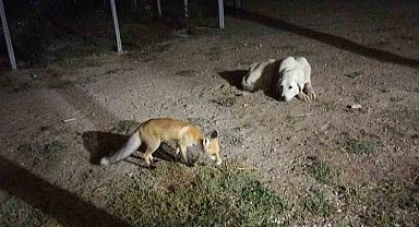Eskişehir'de eve misafir olan tilki beslediler