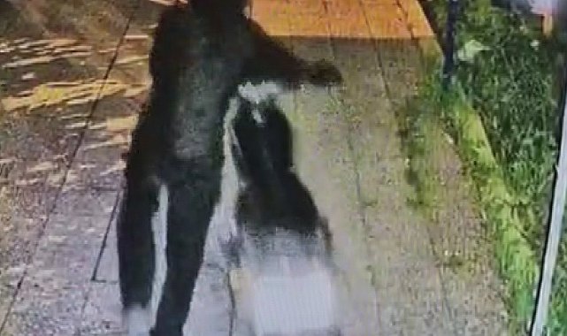Evinin avlusundaki motosikleti çalınan vatandaşın 4 ay içerisinde ikinci kez motosikleti çalındı