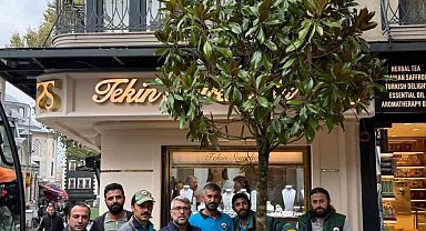 Fatih'te 'dükkanın önünü kapatıyor' denilerek kesilen ağacın yerine yenisi dikildi