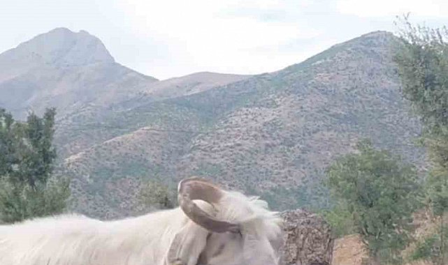 Fenomen çobanın keçiyle mücadelesi gülümsetti