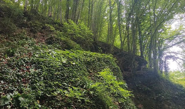 Fındık toplarken uçuruma yuvarlanan şahıs hayatını kaybetti