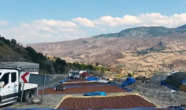 Fındık üreticilerinin güneş arayışı
