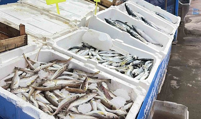Fırtına balık tezgahlarını hareketlendirdi: Karaburun'da palamut bolluğu