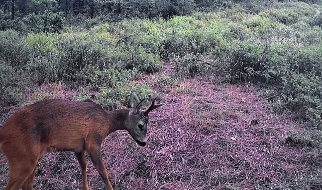 Ganos Dağları'nda karacalar fotokapana yakalandı