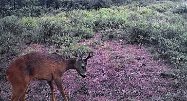 Ganos Dağları'nda karacalar fotokapana yakalandı