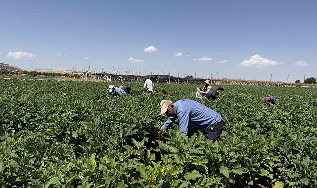 Gaziantep'te dolmalık patlıcan hasadı başladı