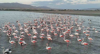 Gecikmeli gelen flamingolar Erçek Gölü'nü renklendirdi
