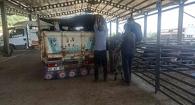Gediz Belediyesi hayvan pazarı pazartesi günleri kurulacak