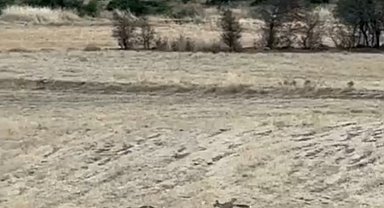 Gercüş'te tilkilerin sevimli kovalamacası kamerada